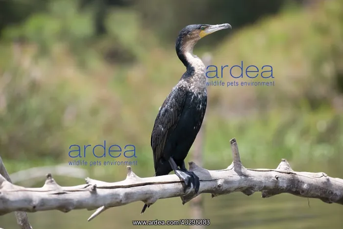 : White-necked Cormorant : White-necked Cormorant