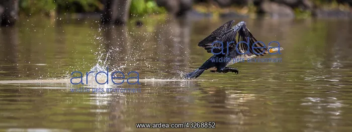 : White - Necked Cormorant flying on water at Lake : White - Necked Cormorant flying on water at Lake