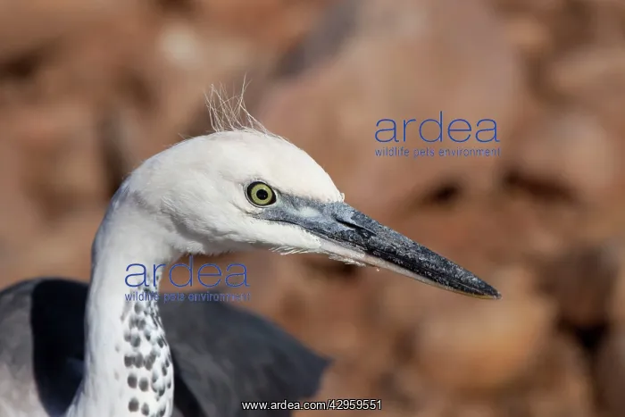 : White-necked Heron : White-necked Heron