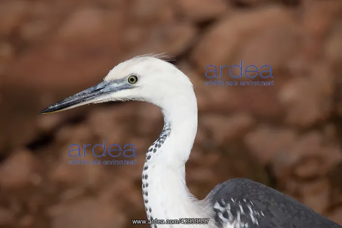 : White-necked Heron : White-necked Heron