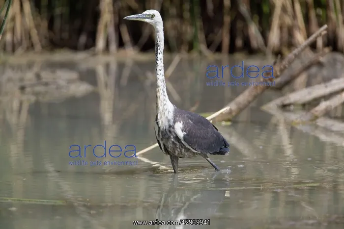 : White-necked Heron : White-necked Heron