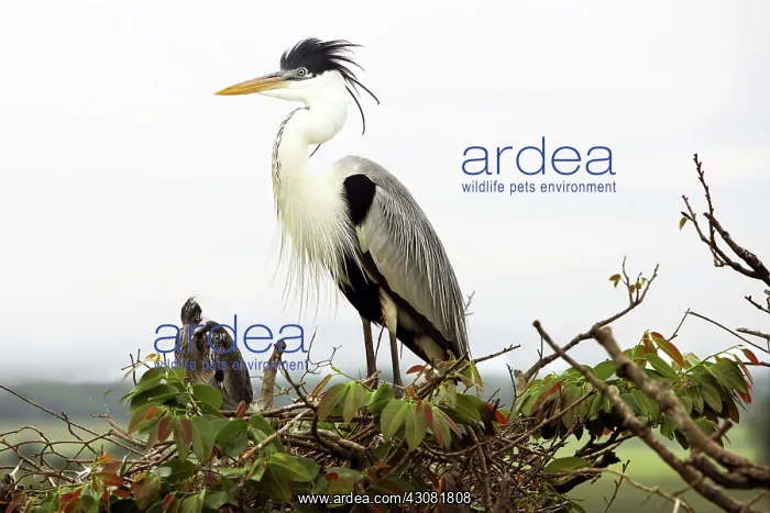 : White-necked heron : White-necked heron