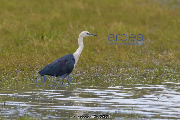 : White-necked Heron : White-necked Heron