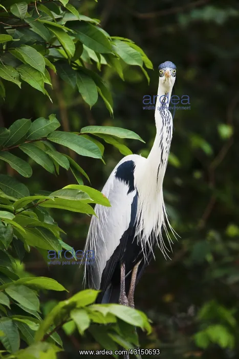 : White-necked Heron : White-necked Heron