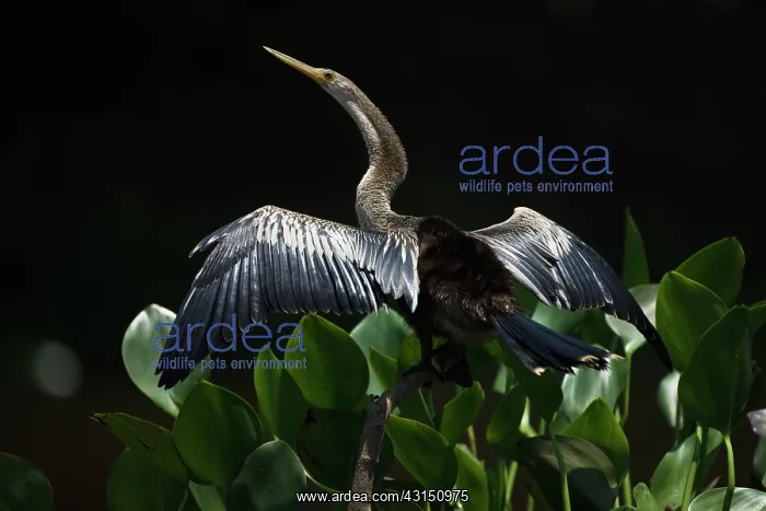 : White-necked Heron : White-necked Heron