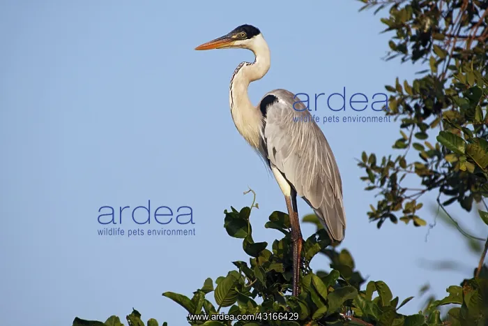 : White-necked Heron : White-necked Heron