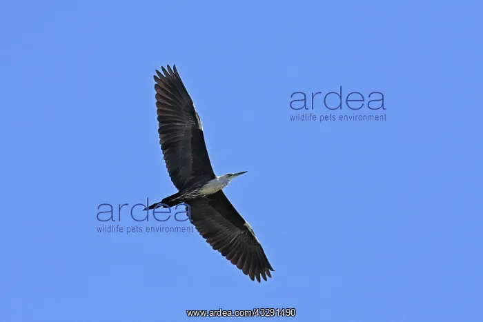 : White-necked Heron : White-necked Heron
