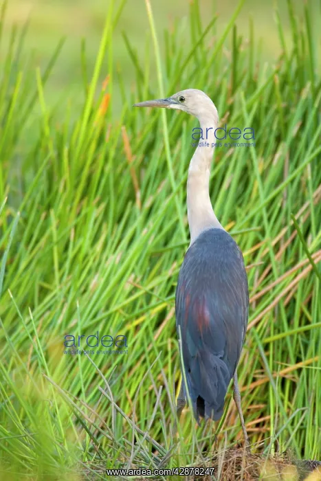 : White-necked Heron - adult white-necked heron standing : White-necked Heron - adult white-necked heron standing