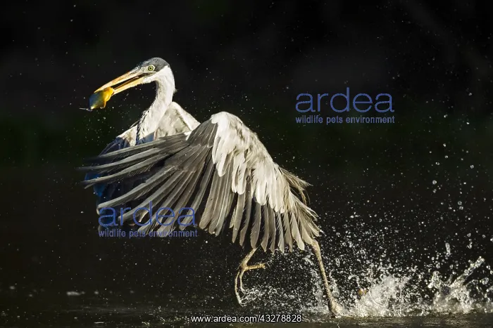 : White-necked Heron (Ardea cocoi) has caught a f : White-necked Heron (Ardea cocoi) has caught a f