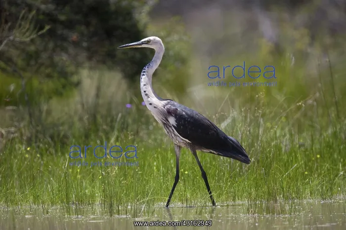 : White-necked Heron (Ardea pacifica) : White-necked Heron (Ardea pacifica)