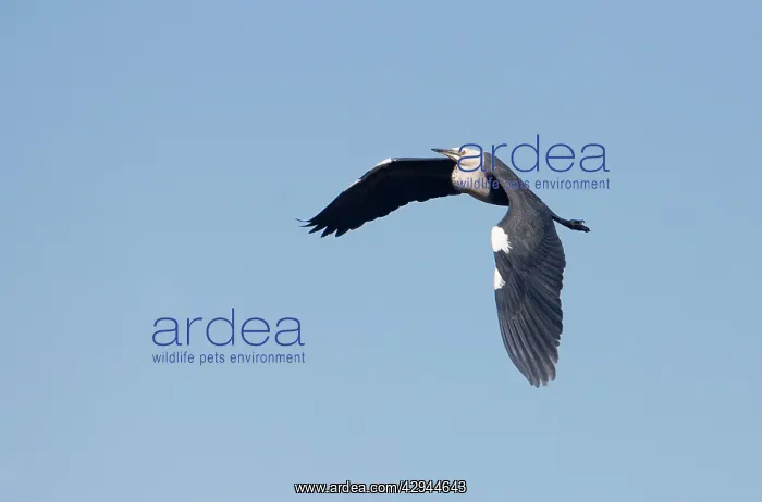 : White-necked Heron - In flight : White-necked Heron - In flight