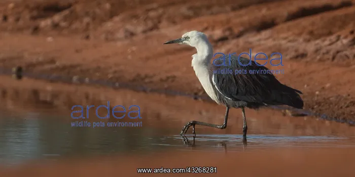 : White-necked Heron - Foraging in the Papunya Water : White-necked Heron - Foraging in the Papunya Water