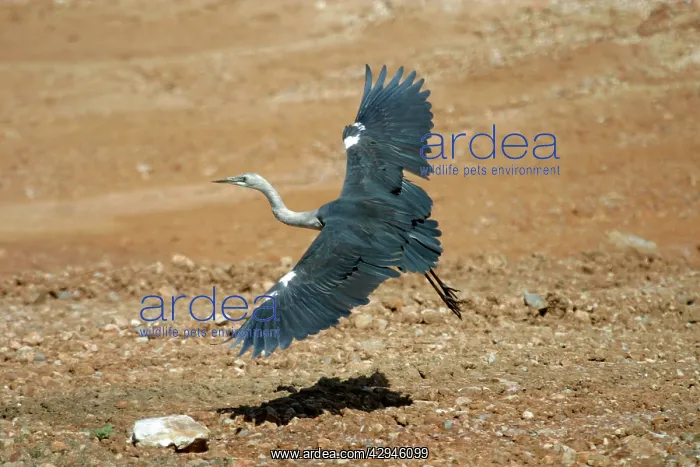 : White-necked Heron - Immature, landing with wings : White-necked Heron - Immature, landing with wings