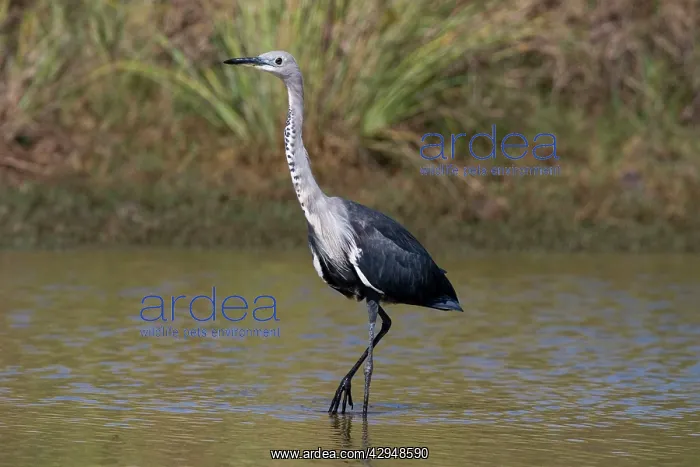: White-necked Heron - non-beeding plumage : White-necked Heron - non-beeding plumage