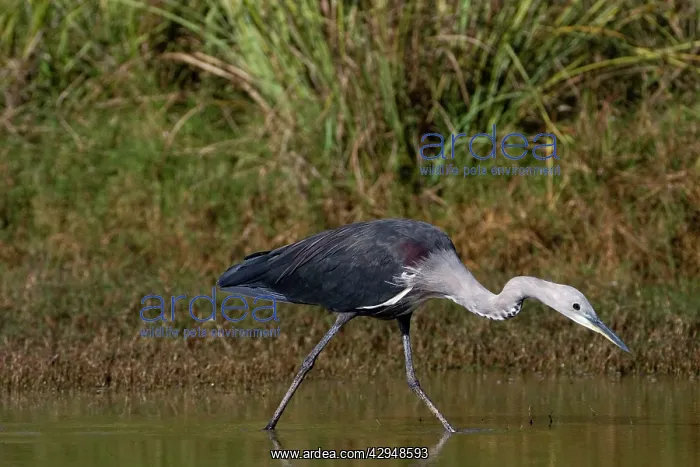 : White-necked Heron - non-beeding plumage : White-necked Heron - non-beeding plumage