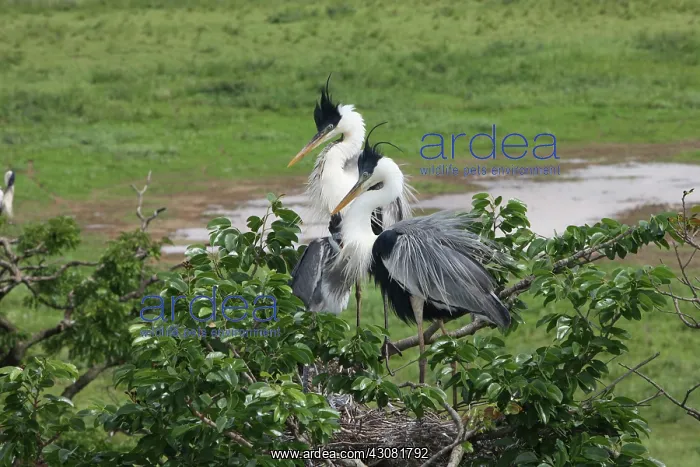 : White-necked herons : White-necked herons