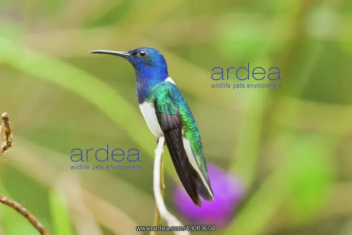 : White-necked Jacobin : White-necked Jacobin
