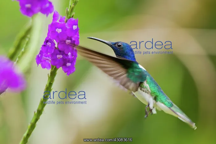 : White-necked Jacobin : White-necked Jacobin