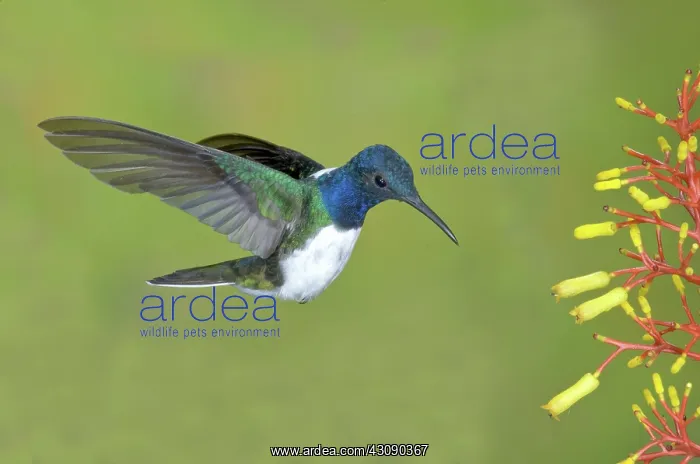  : White-necked Jacobin