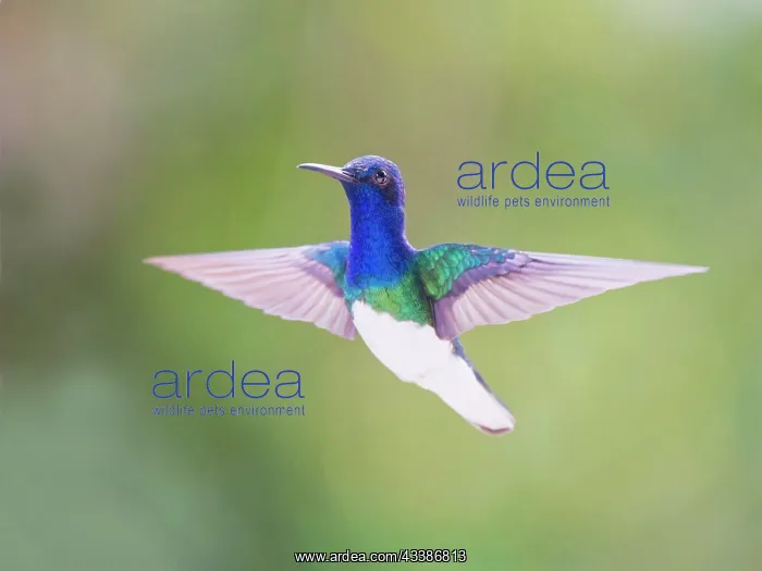: White Necked Jacobin - in flight backlit Florisu : White Necked Jacobin - in flight backlit Florisu