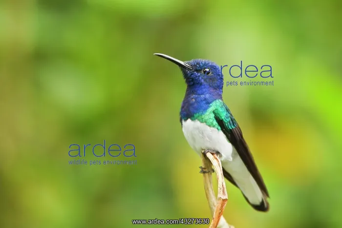 : White-necked Jacobin (Florisuga mellivora) adult : White-necked Jacobin (Florisuga mellivora) adult
