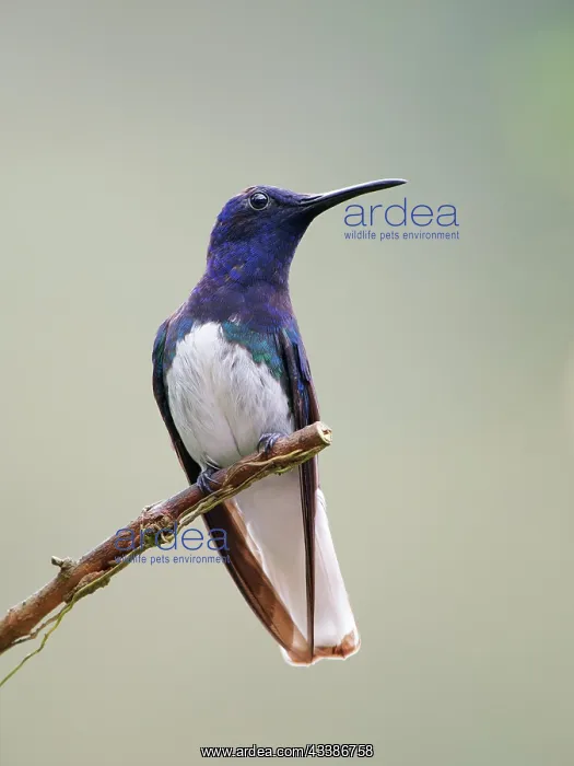: White Necked Jacobin Florisuga mellivora Ecuador : White Necked Jacobin Florisuga mellivora Ecuador