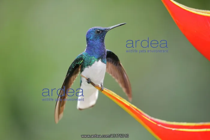  : White necked jacobin (Florisuga mellivora) or Jacobin