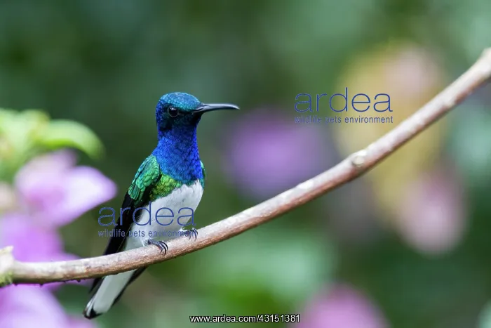 : White-necked Jacobin (Florisuga mellivora) male : White-necked Jacobin (Florisuga mellivora) male