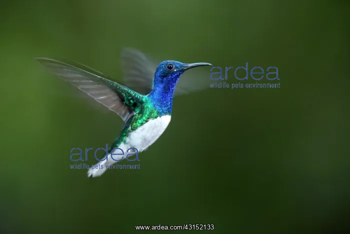 : White-necked Jacobin (Florisuga mellivora) male : White-necked Jacobin (Florisuga mellivora) male