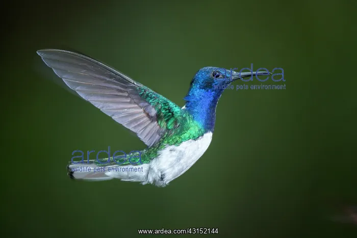 : White-necked Jacobin (Florisuga mellivora) male : White-necked Jacobin (Florisuga mellivora) male