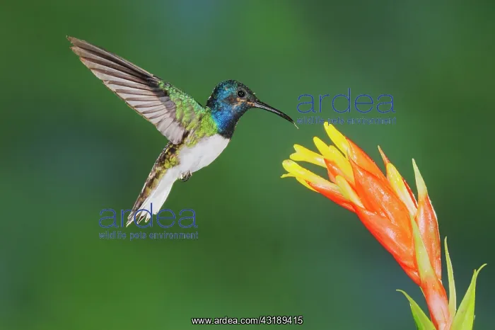 : White-necked Jacobin (Florisuga mellivora), male : White-necked Jacobin (Florisuga mellivora), male