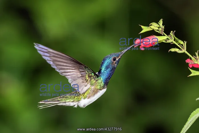 : White-necked jacobin (Florisuga mellivora), male : White-necked jacobin (Florisuga mellivora), male