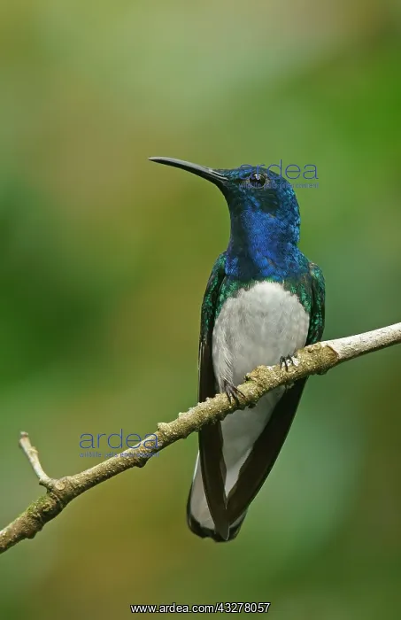 : White-necked jacobin (Florisuga mellivora) sits : White-necked jacobin (Florisuga mellivora) sits