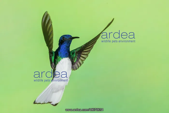 : White-necked Jacobin flying, Northern Peru : White-necked Jacobin flying, Northern Peru