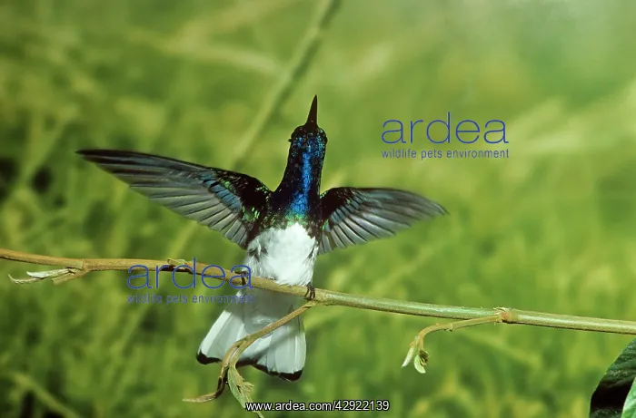 : White-necked Jacobin Hummingbird : White-necked Jacobin Hummingbird