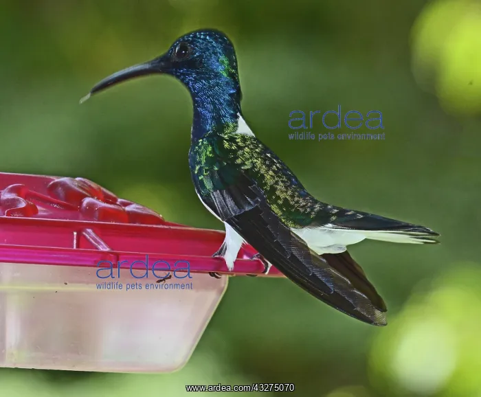 : White-necked Jacobin Hummingbird feeding at feeder : White-necked Jacobin Hummingbird feeding at feeder