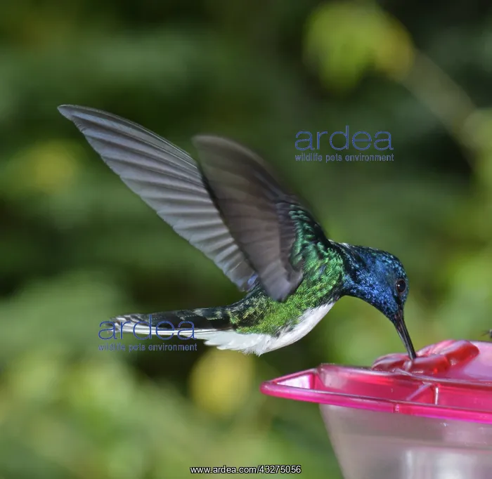 : White-necked Jacobin Hummingbird hovering at feeder : White-necked Jacobin Hummingbird hovering at feeder