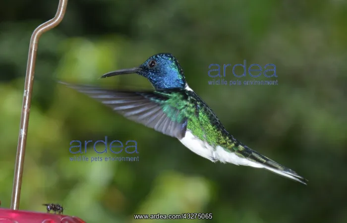 : White-necked Jacobin Hummingbird hovering at feeder : White-necked Jacobin Hummingbird hovering at feeder