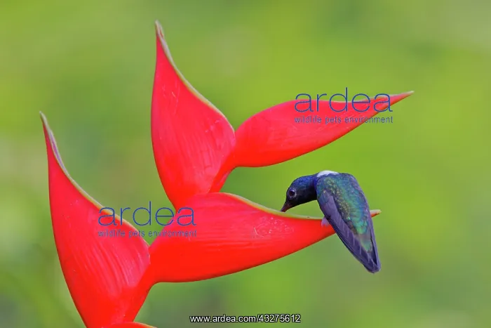  : White-necked Jacobin Hummingbird - perched on Heliconia Flor