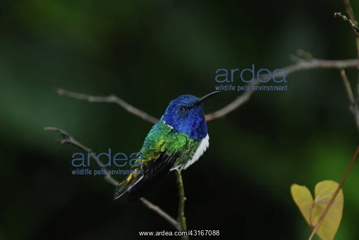 : White-necked Jacobin male : White-necked Jacobin male