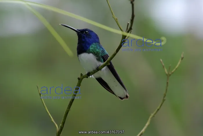 : White-necked Jacobin male : White-necked Jacobin male