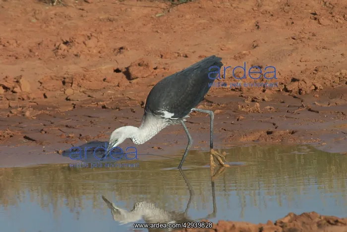 : White-necked / Pacific Heron - at drying pool : White-necked / Pacific Heron - at drying pool