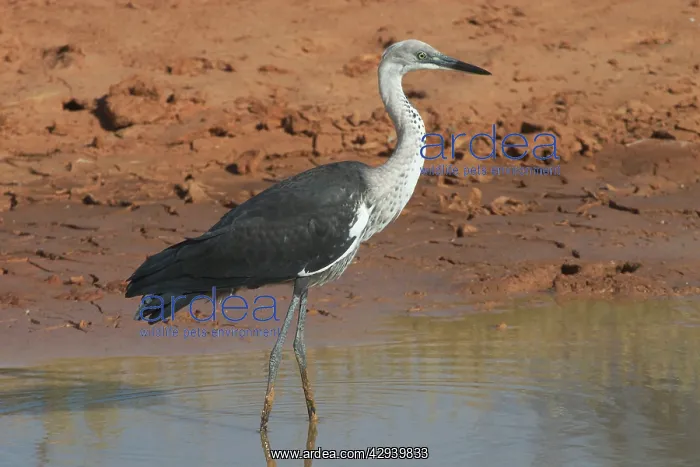 : White-necked / Pacific Heron - at drying pool : White-necked / Pacific Heron - at drying pool