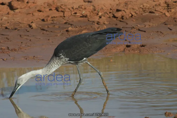  : White-necked  /  Pacific Heron - at drying pool