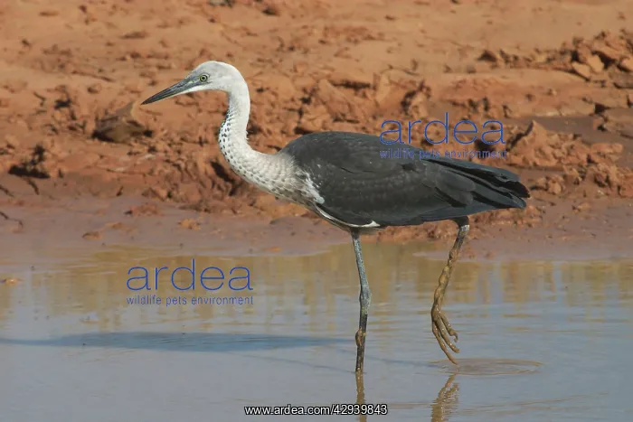 : White-necked / Pacific Heron - at drying pool : White-necked / Pacific Heron - at drying pool