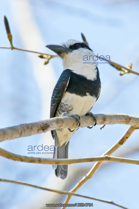 : White-necked Puffbird : White-necked Puffbird