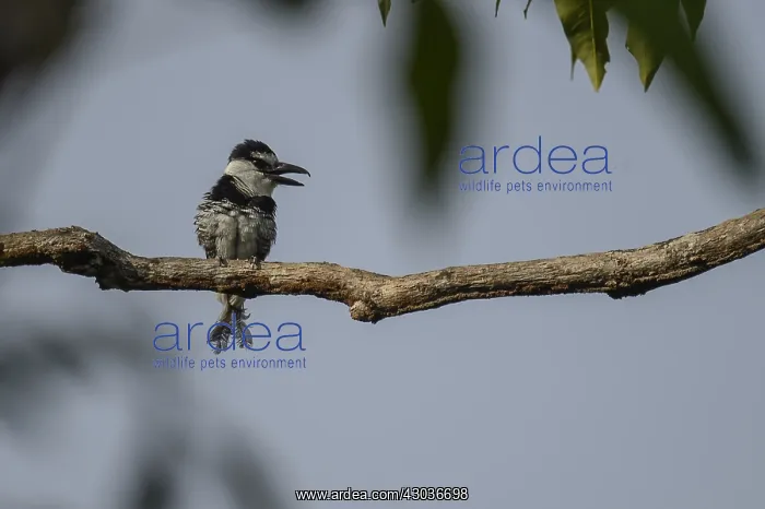 : White-necked Puffbird - White-necked Puffbird perched : White-necked Puffbird - White-necked Puffbird perched