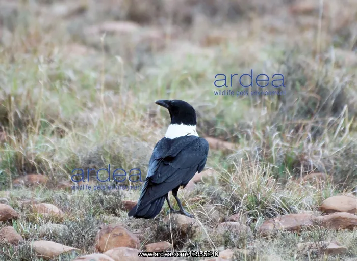  : White-necked Raven