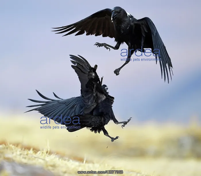 : White-necked ravens (Corvus albicollis), fighting : White-necked ravens (Corvus albicollis), fighting