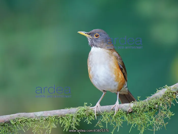  : White Necked Thrush Turdus albicollis Atlantic Forest